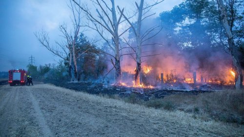 Waldbrand an der A115 in Brandenburg: Vermutung auf Brandstiftung