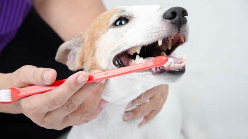 So häufig sollten Sie Ihrem Hund die Zähne putzen – Schutz vor Karies