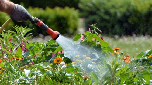 Pflanzen gießen im Sommer: Diese Fehler sollten Sie vermeiden | Garten