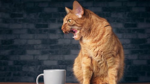 Katzen vertreiben mit Kaffeesatz: So wirkt das bewährte Hausmittel