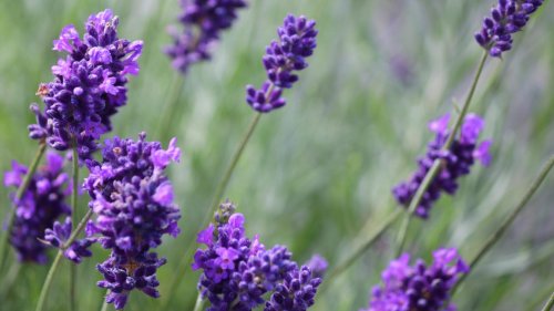 Lavendel schneiden: Wann und wie viel? So ist es richtig