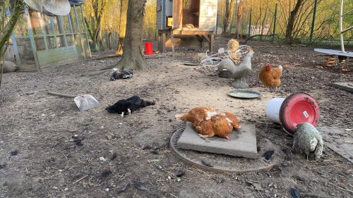 "Das war ein Massaker": Unbekannte verüben Blutbad in Streichelzoo in Sprockhövel