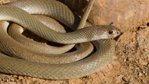 Klimawandel macht Australiens Schlangen aktiver –Goldene Zeiten für Schlangenfänger