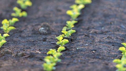 Miyawaki-Methode: Warum die japanische Pflanztechnik die Gartenarbeit revolutioniert