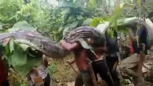 Bauern fangen sieben Meter lange Python