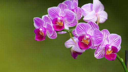 Orchideen pflegen: Gießen, Düngen, Schneiden | einfache Tipps