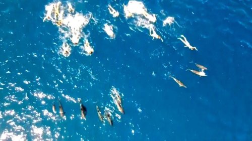 Schwimmer belästigen Delfin-Rudel