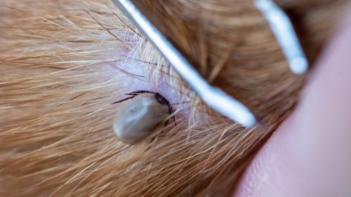 Schwarzkümmelöl gegen Zecken: Das sollten Sie beachten
