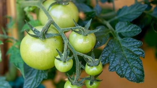 Grüne Tomaten an der Staude: So retten Sie die letzten Tomaten