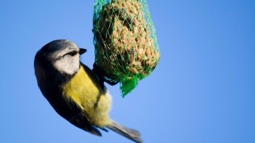 Vogelfutter selber machen: Rezepte und Tipps für Weich- und Fettfutter