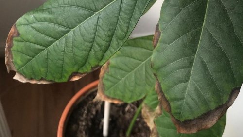 Avocado hat braune Blätter: Was Sie dagegen tun können