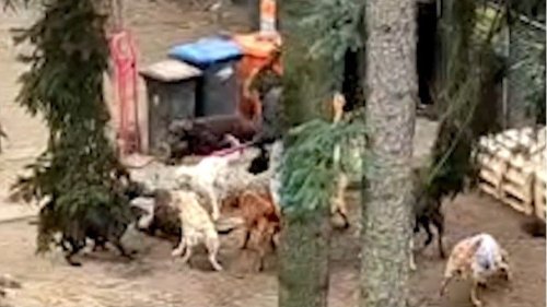 Tierquälerei bei Berliner Hundezüchter? Frau schlägt auf Labradore ein