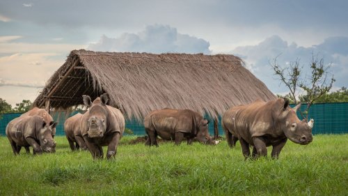 Gefährdete Art: Kongo beginnt große Umsiedlung von gefährdeten Nashörnern aus Südafrika
