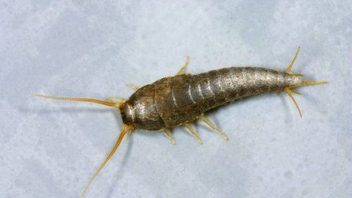 Silberfische im Bett: Es kann auch Sie treffen