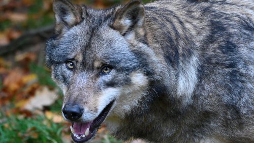 Problem-Wolf aus Brandenburg zum Abschuss freigegeben – gezielte Jagd