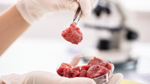 Italien will Laborfleisch verbieten