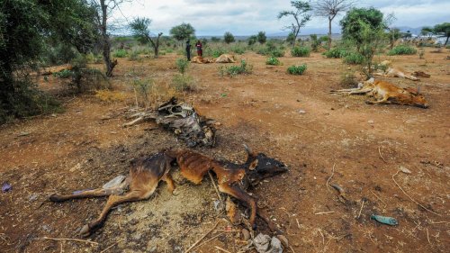 Dürre in Ostafrika: Die nächste Katastrophe ist da