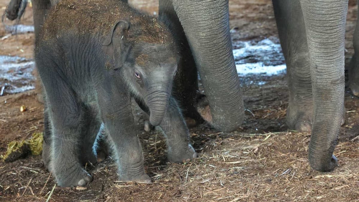 Mehr als 3.000 Stimmen: Name des Elefantenbaby im Kölner Zoo – Tendenz absehbar