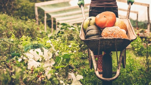 Gartenarbeit im Oktober: Neupflanzung und Wintervorbereitung