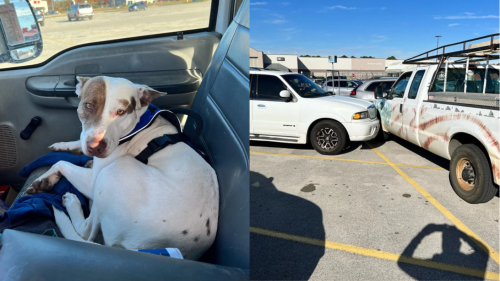 Texas: Hund baut Unfall mit Truck