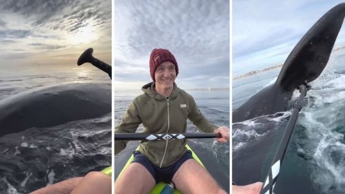 Argentinien: Wale umzingeln Kajakfahrer – Paar überrascht