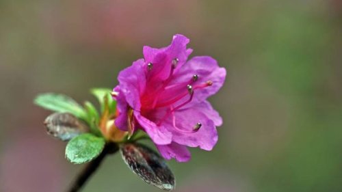 Rhododendron vermehren: So gehen Sie vor
