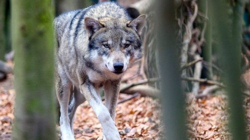 Hessen: Neuer Wolf streift durch die Wälder