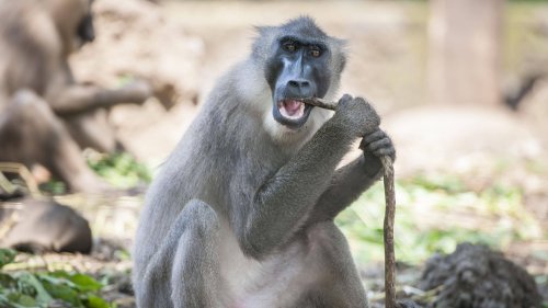 Gefährliche Infektion: Sechs Affen im Münchner Zoo eingeschläfert