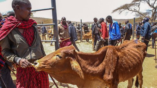 Massai in Kenia: "Viele Familien müssen zum letzten Mittel greifen"