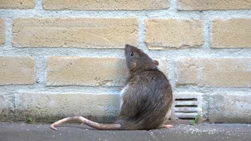 Ratten sollen rund 600 Kilogramm Cannabis gefressen haben
