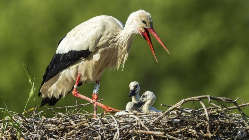 Extreme Dürre rund um Hamburg: Erste Störche zeigen verstörendes Verhalten