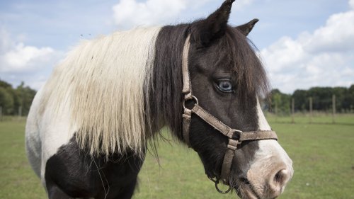 Grausame Tierquälerei im Landkreis Stade: Unbekannte stechen auf fast blindes Pony ein