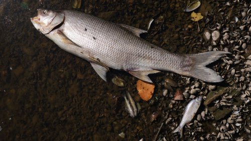 Fischsterben an der Oder: Umweltministerium hält Akten unter Verschluss