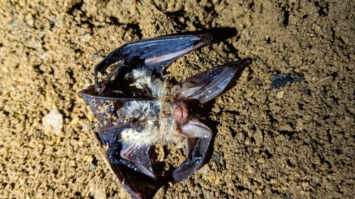 Verheerender Böllerwurf in Höhle: "Eine Fledermaus wurde wohl sofort getötet"