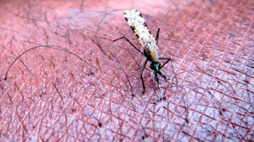 Wegen Klimaerwärmung | RKI-Chef: "Rückkehr der Malaria ist möglich"