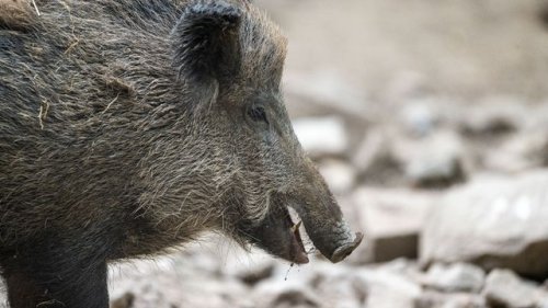 Polen: Wildschwein verirrt sich in Kosmetiksalon in Krakau