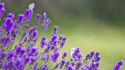 Lavendel richtig pflanzen und pflegen
