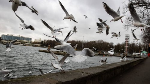 Geflügelpest bei Möwen in Hannover: Vögel am Maschsee infiziert