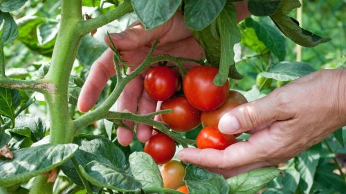 Seniorin wird wegen drei Tomatenpflanzen festgenommen