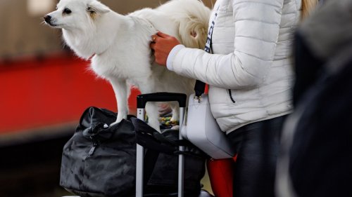Deutsche Bahn bietet Hunde-Fahrkarte jetzt auch online an