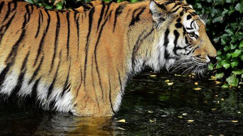 Drama im Duisburger Zoo: Tiger El-Roi ist tot
