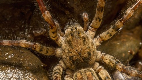 Nosferatu-Spinne: Wie gefährlich ist die neue, giftige Riesenspinne?