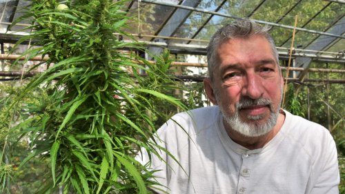 Cannabis anbauen ganz legal? Kritiker sieht noch große Probleme dabei