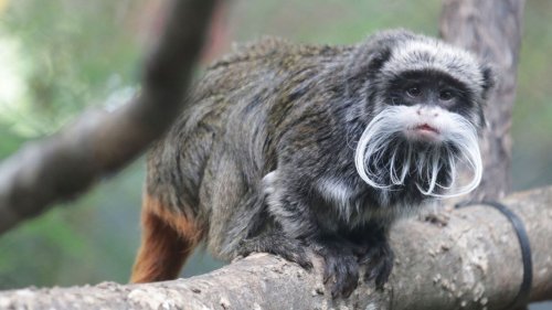 Dallas: Mysteriöser Tierraub in Zoo – Mutmaßlicher Affendieb gefasst