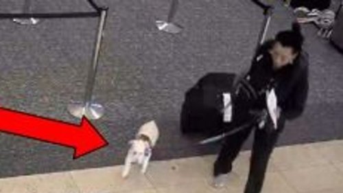 Frau ertränkt Hund in Flughafen-Klo – weil sie ihn nicht mit an Bord nehmen durfte
