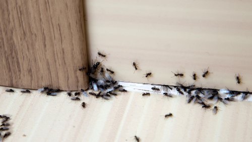 Ameisen im Haus: 12 Tipps zur Bekämpfung, die helfen