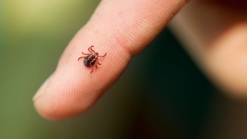 Warum manche Menschen für Zecken attraktiver sind als andere