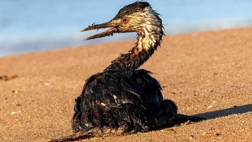 Putins schmutziges Öl-Geschäft: Umweltkatastrophe im Schwarzen Meer