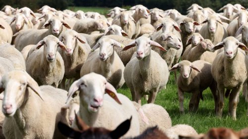 Sie entwickelten "seltsames Verhalten" – Schafe in Griechenland fressen Hunderte Kilogramm Cannabis