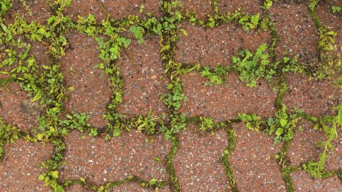 Stark verschmutzte Pflastersteine reinigen: Mittel gegen Moos & Co.